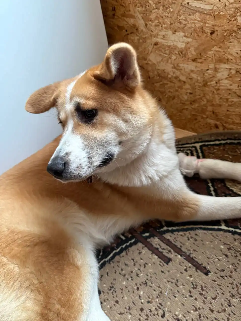 Пристрой метиса Акиты по кличке Афина