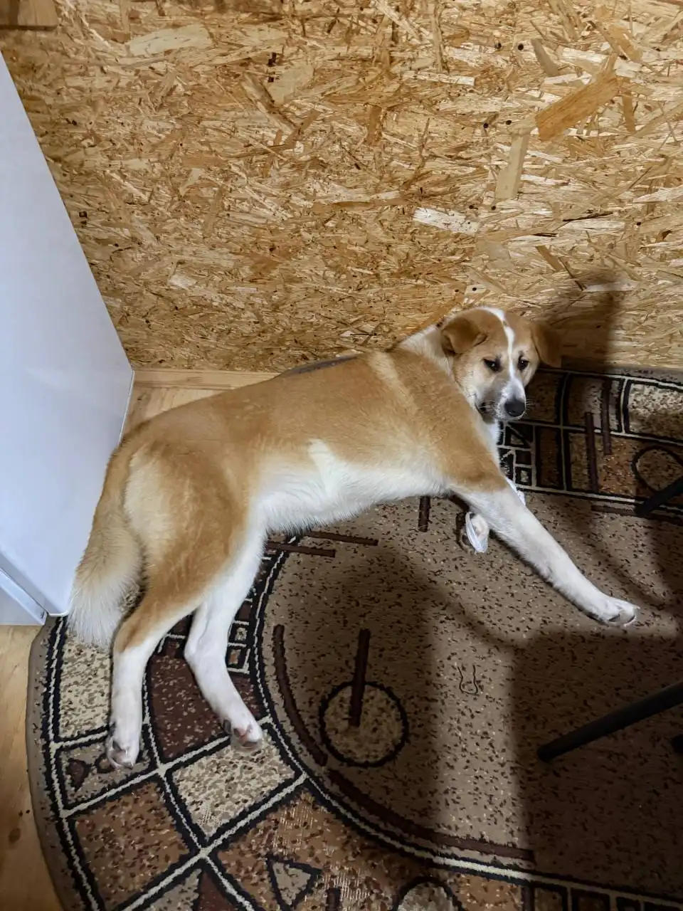 Пристрой метиса Акиты по кличке Афина