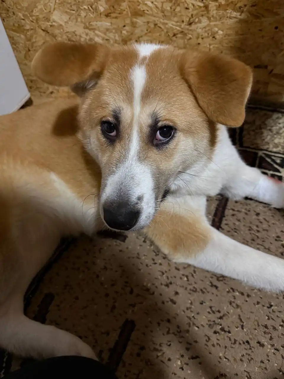 Пристрой метиса Акиты по кличке Афина