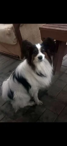 Потерялась собака по кличке Эллай в Энгельсе - Животные в Энгельс