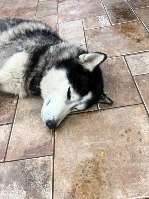 Найден хаски с зеленой биркой в КБ на 16 квартале - Животные в Саратов