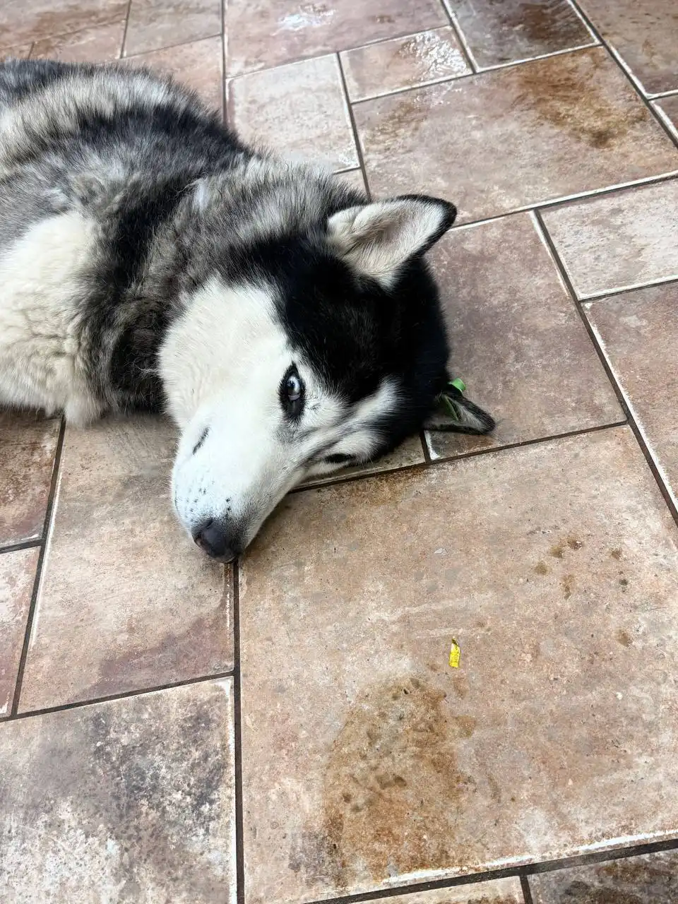 Найден хаски с зеленой биркой в КБ на 16 квартале