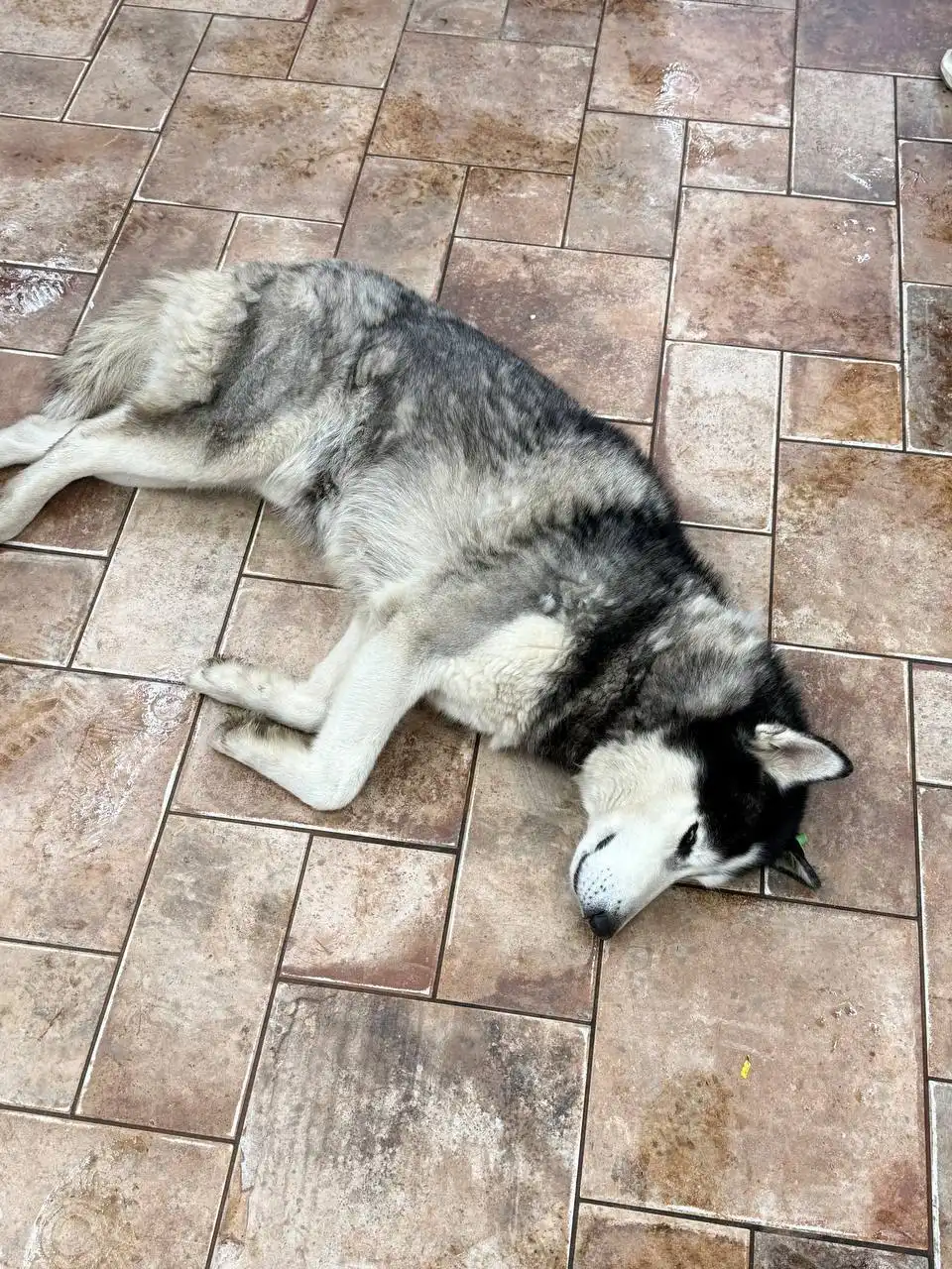 Найден хаски с зеленой биркой в КБ на 16 квартале