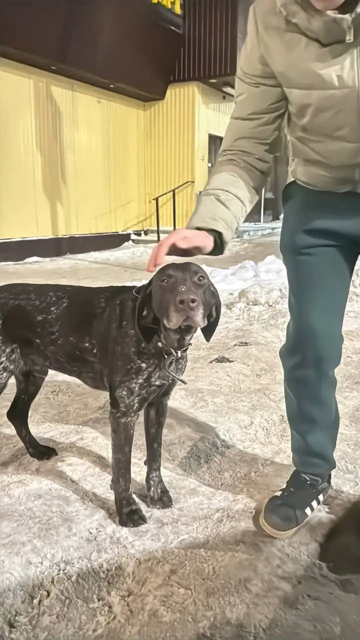 Найдена собака в Комсомольском поселке - Животные в Саратов