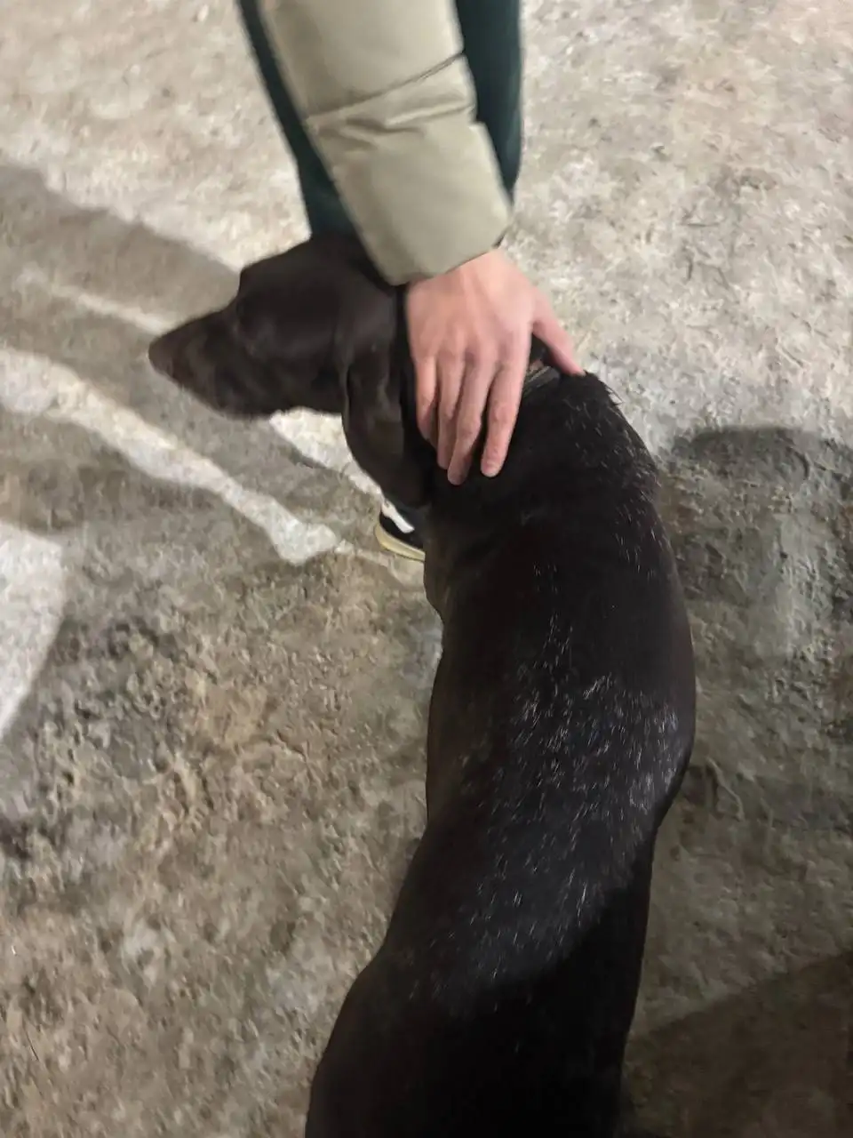 Найдена собака в Комсомольском поселке