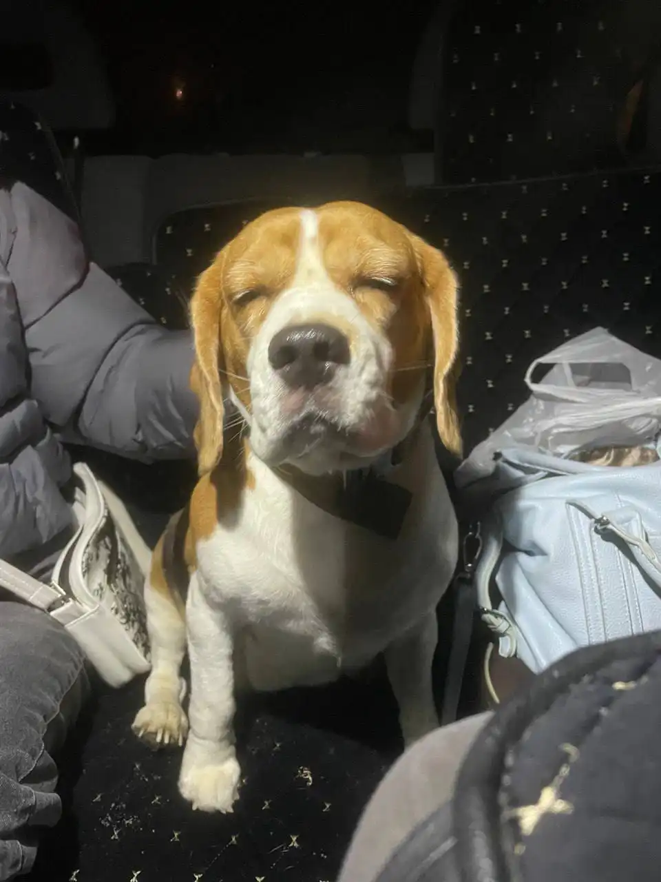 Найдена собака породы Бигль в Энгельсе