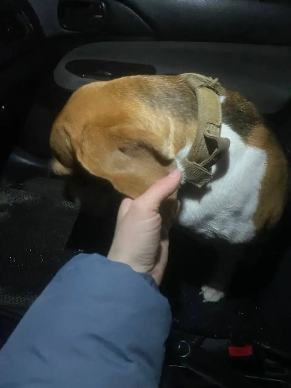 Найдена собака породы Бигль в Энгельсе