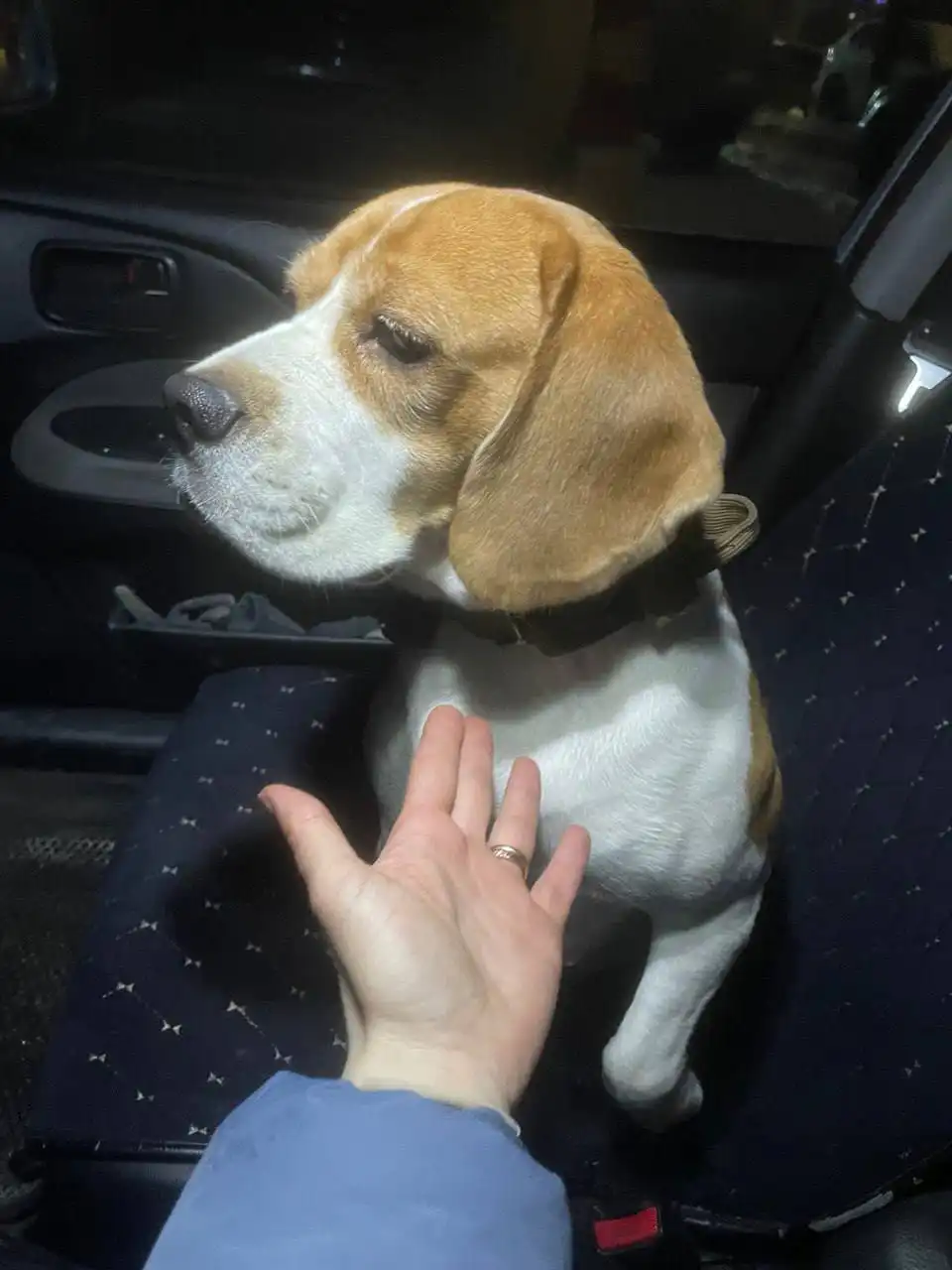 Найдена собака породы Бигль в Энгельсе