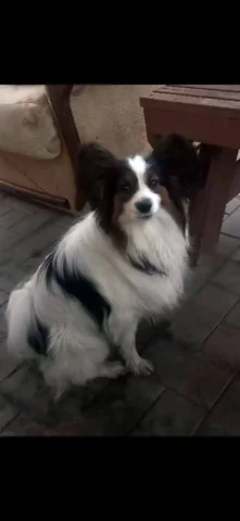 Потерялась собака Эллай в Энгельсе - Животные в Энгельс