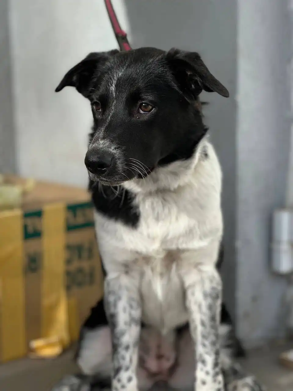 Сбор средств для передержки собаки Рюджины - Животные в Саратов