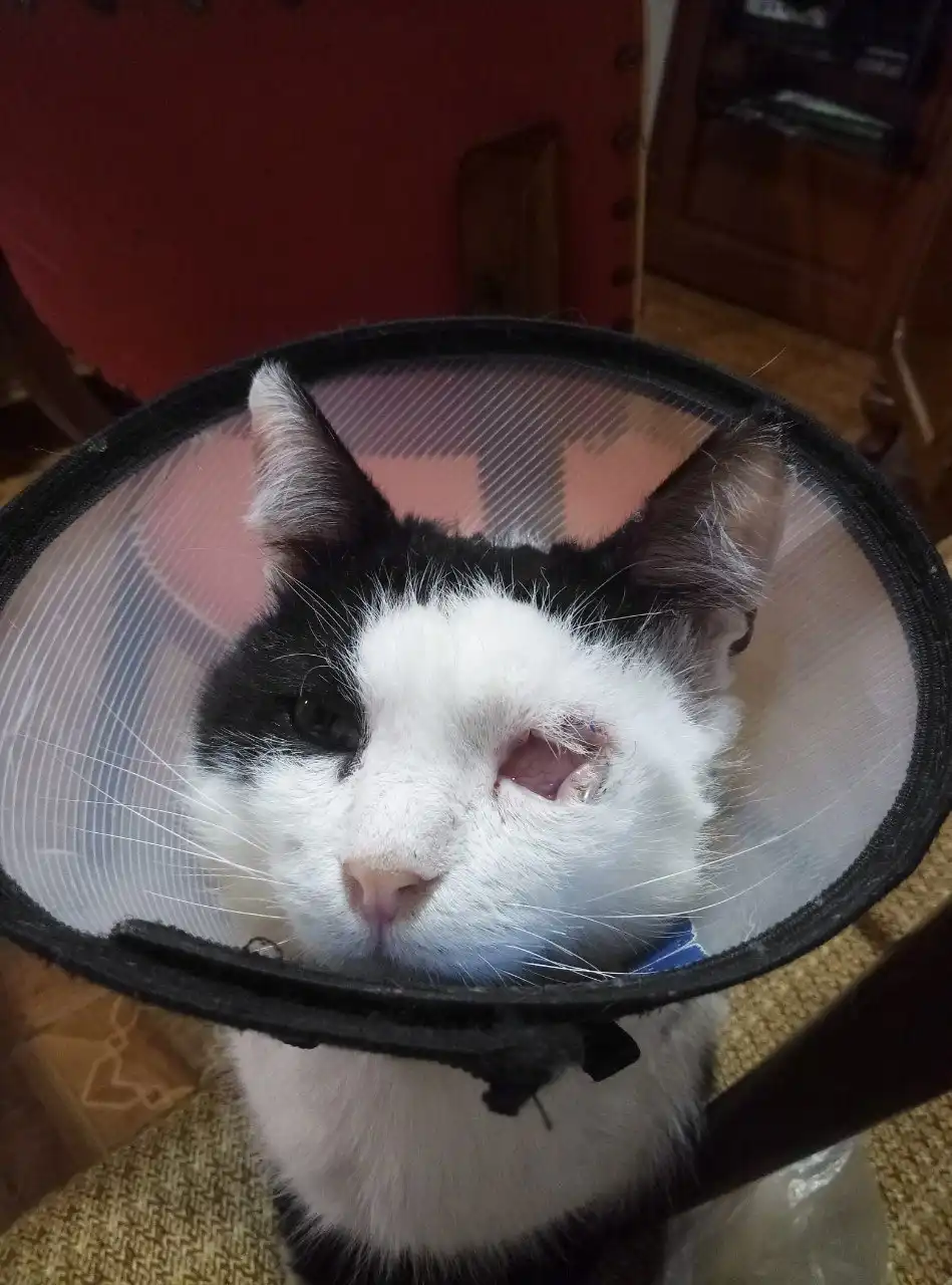 Сбор средств на лечение и передержку животного Марсика