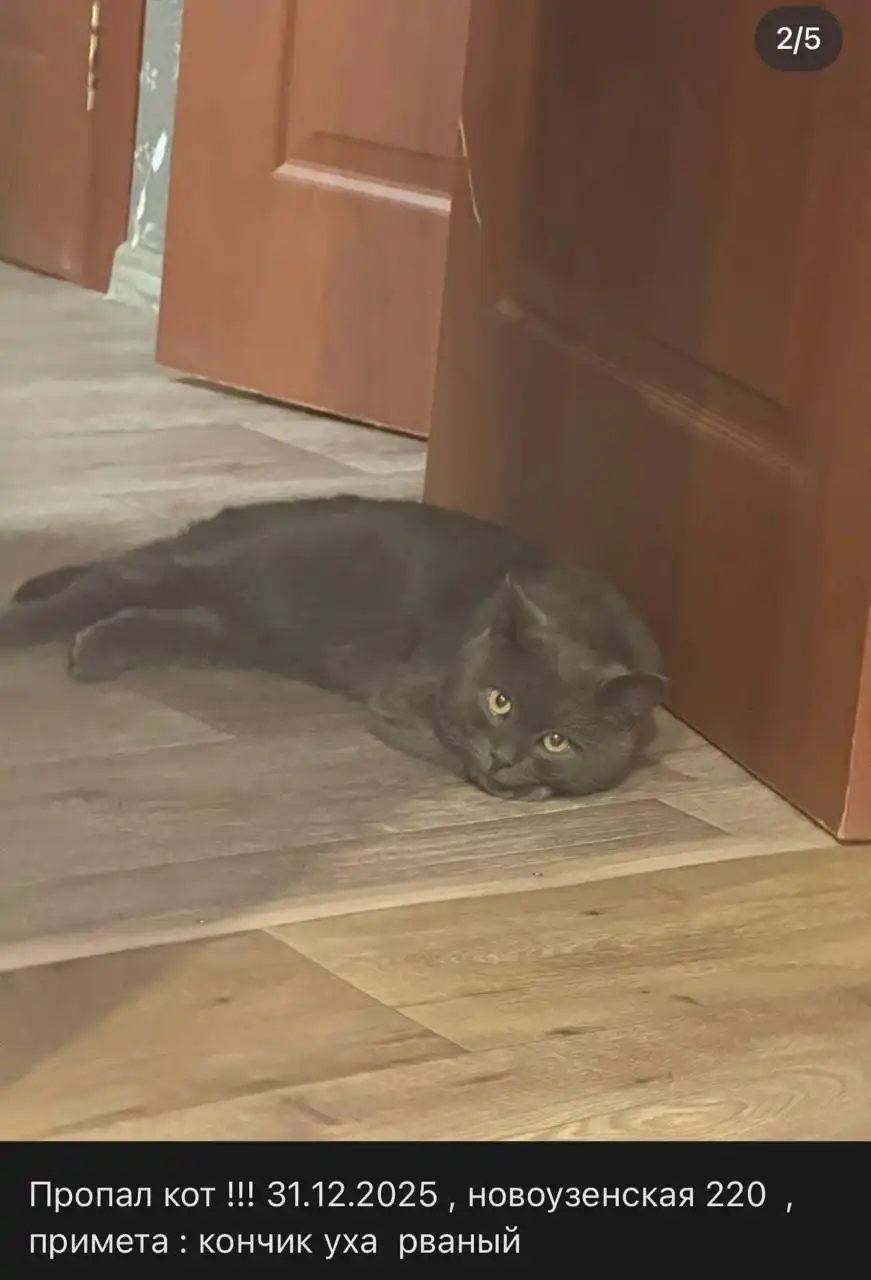 Пропал черный кот в Саратове