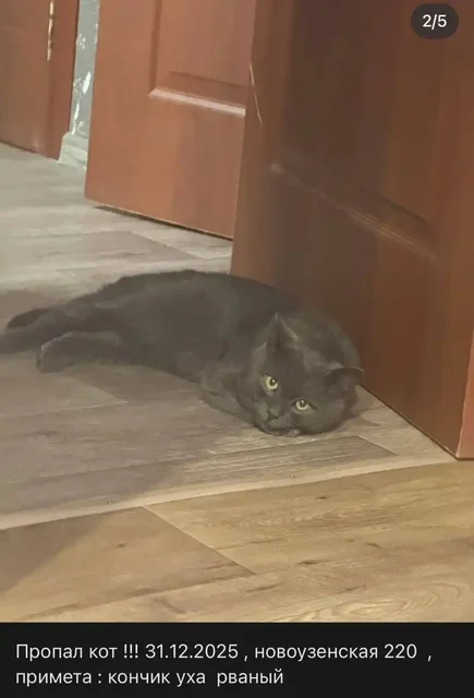 Пропал черный кот в Саратове - Животные в Саратов