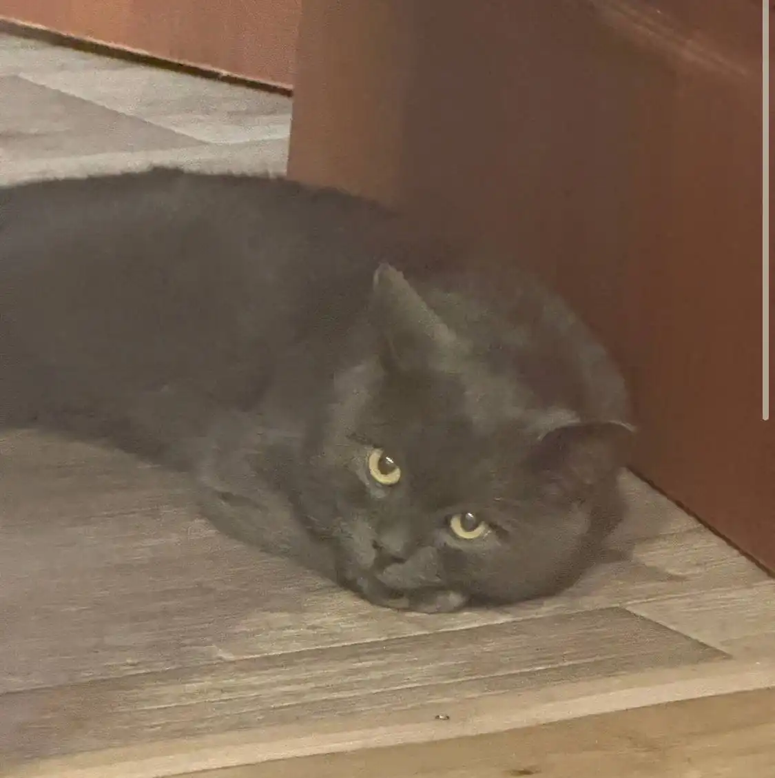 Пропал черный кот в Саратове