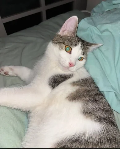 Потерянный кот Макс в Волжском районе Саратова - частное объявление в Саратов