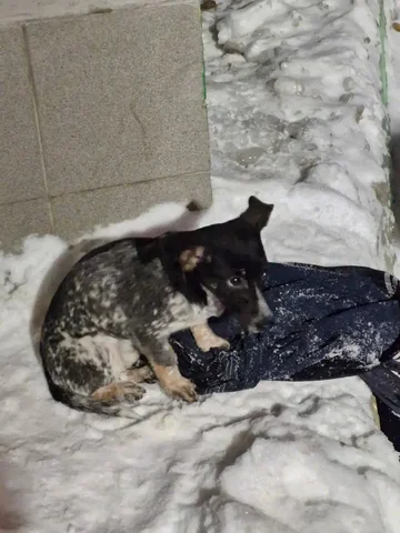 Спасение щенка в Саратове - Животные в Саратов