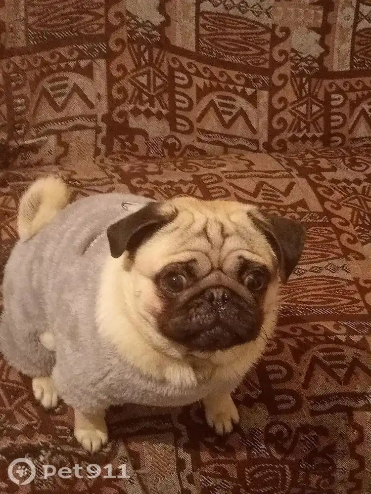 Пропала собака