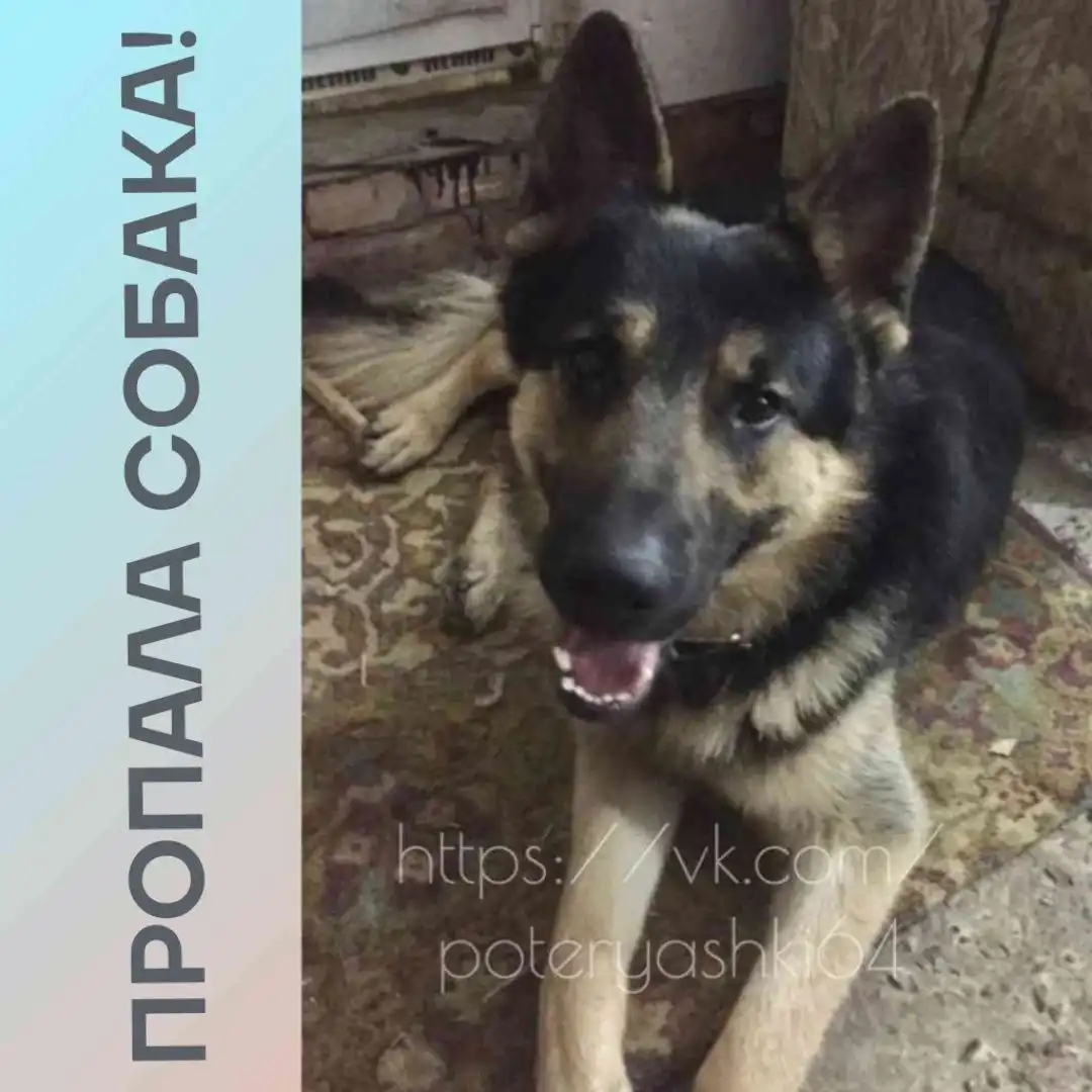Пропала немецкая овчарка в Саратове