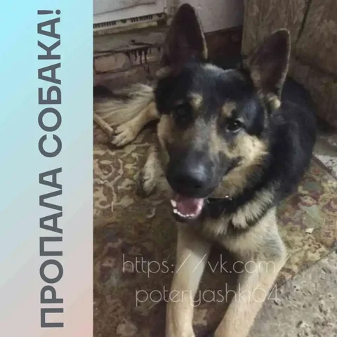 Пропала немецкая овчарка в Саратове - Животные в Саратов