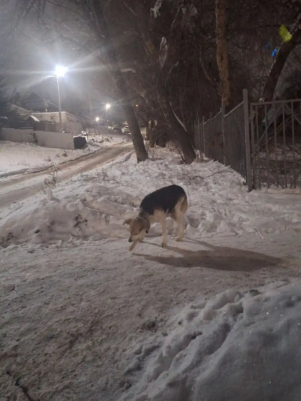 Потерянные собаки в Саратове