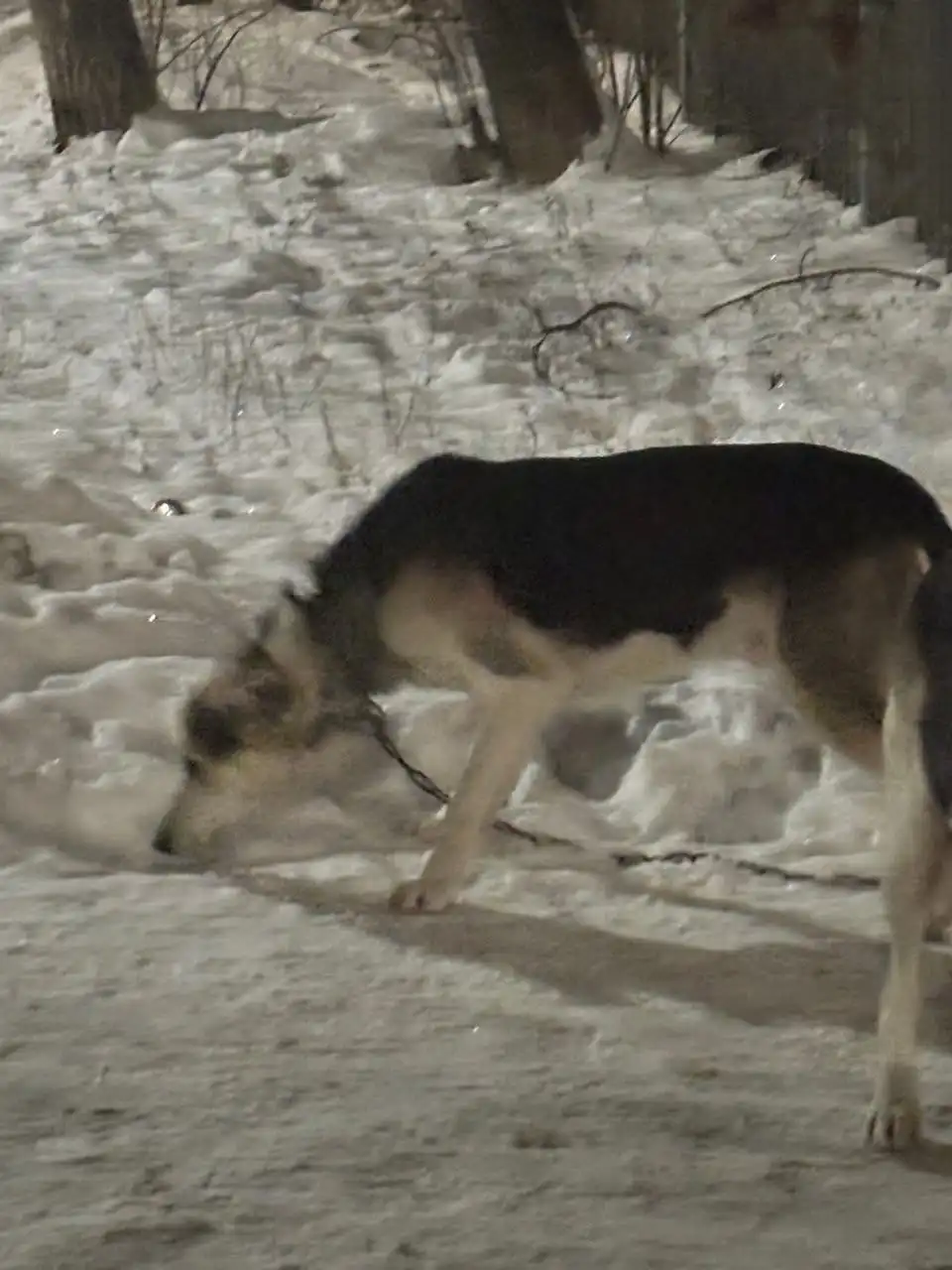 Потерянные собаки в Саратове