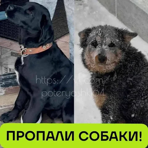 Потеряны две собаки в Саратове - Животные в Саратов