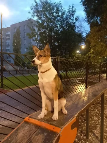 Потеряна собака Шельма в Саратове - Животные в Саратов
