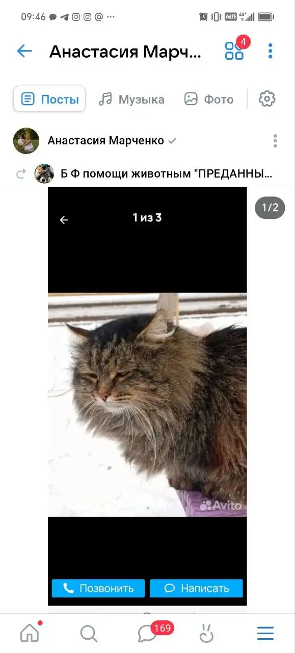 Поиск кота в Саратове