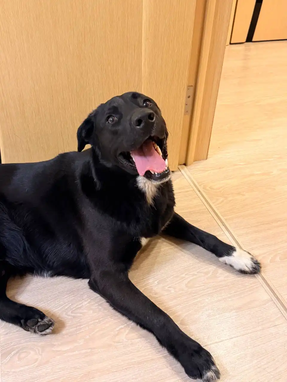 Нашелся домашний кабель, знает команды