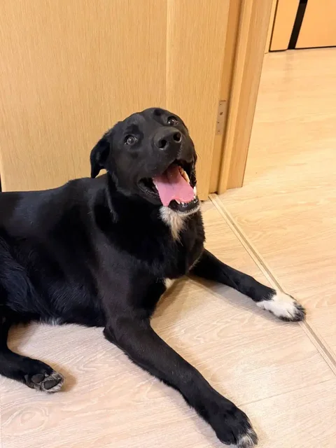 Нашелся домашний кабель, знает команды - частное объявление в Саратов