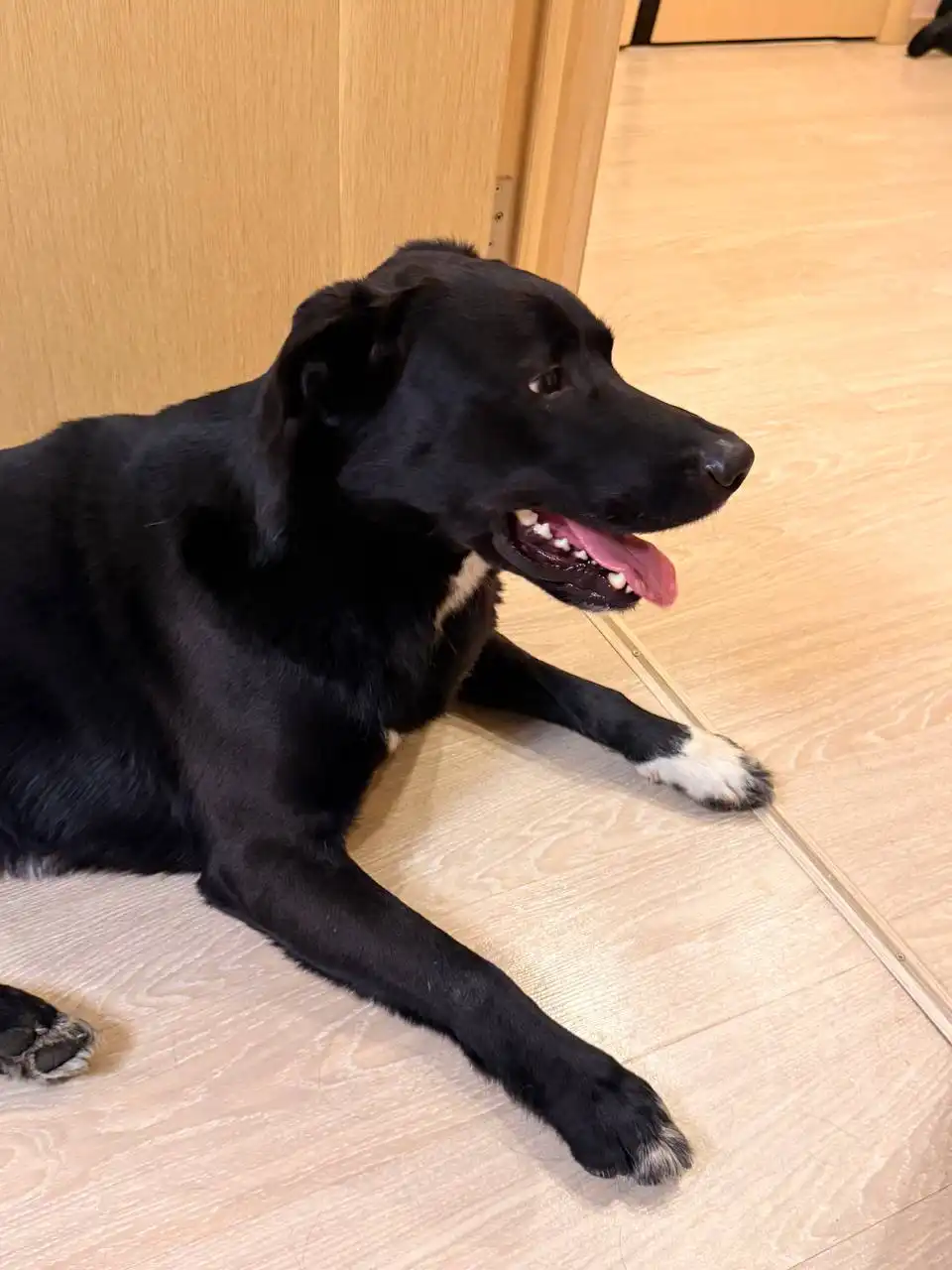 Нашелся домашний кабель, знает команды