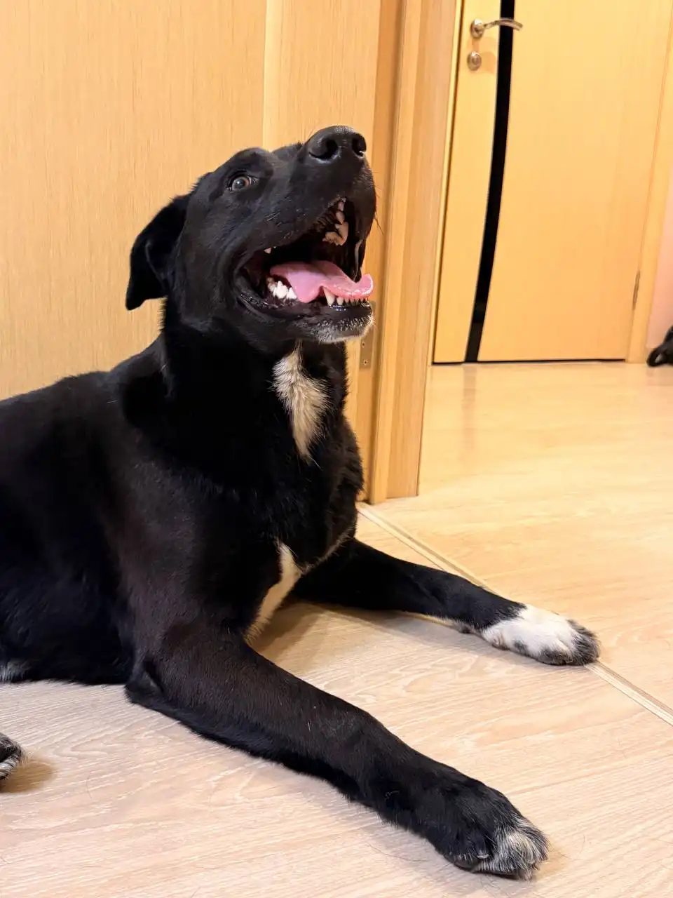 Нашелся домашний кабель, знает команды