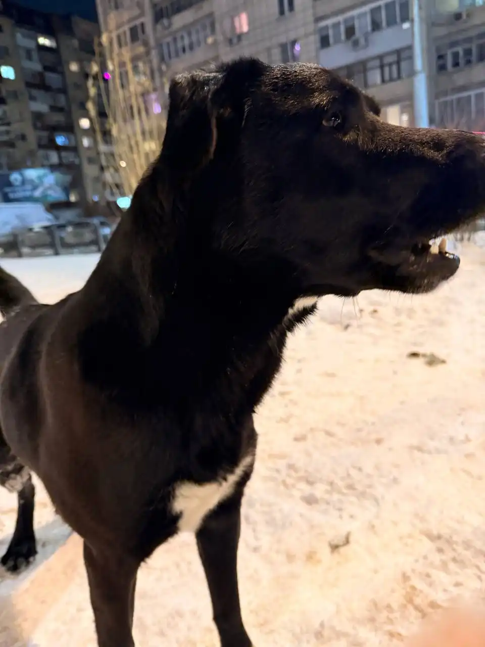 Нашелся домашний кабель, знает команды