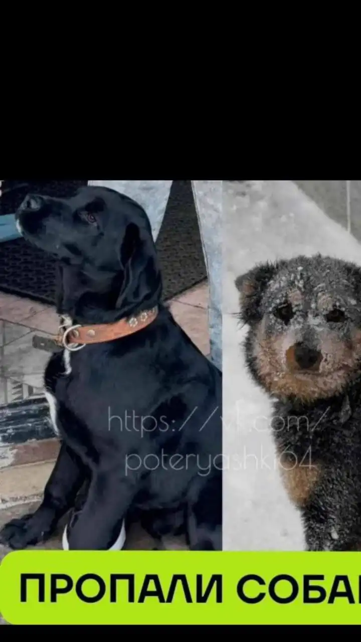 Объявление о поиске потерянной кошки в Саратове