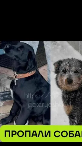 Объявление о поиске потерянной кошки в Саратове - частное объявление в Саратов