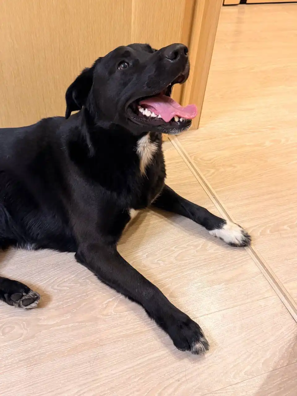 Найдена собака в районе Советской/Рахова