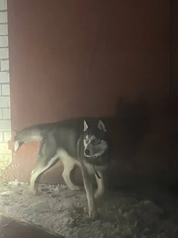 Найден молодой хаски в Текстильщике - Животные в Саратов