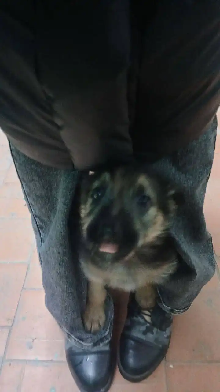 Срочно нужна передержка для щенка в Энгельсе