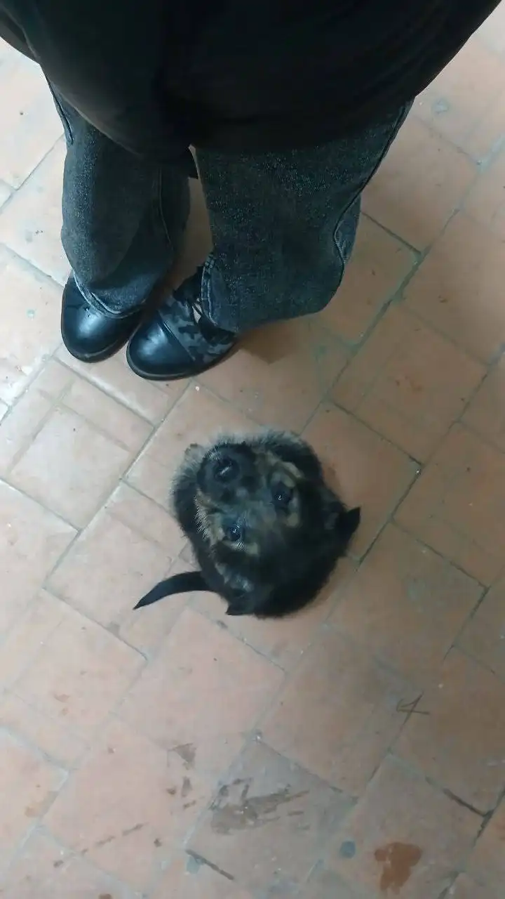 Срочно нужна передержка для щенка в Энгельсе