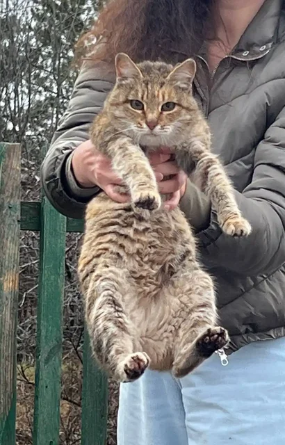 Кошки замерзают на кумыске в частном секторе - Животные в Саратов