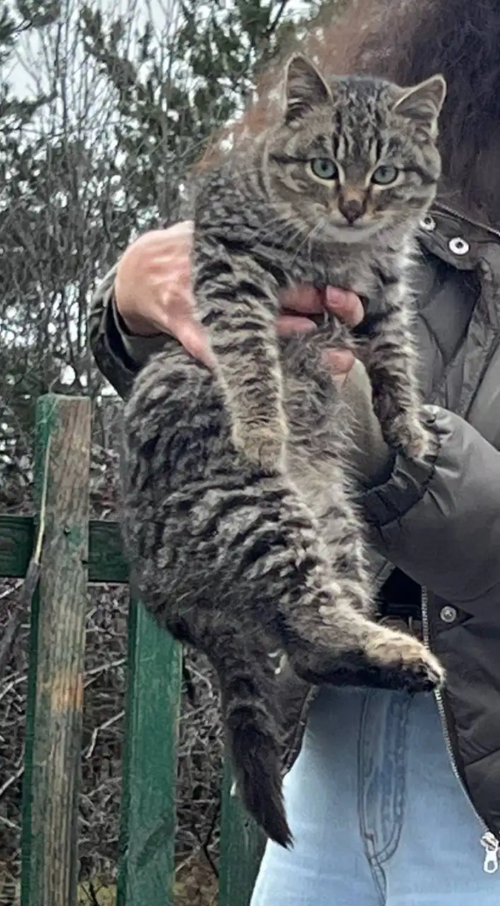 Кошки замерзают на кумыске в частном секторе