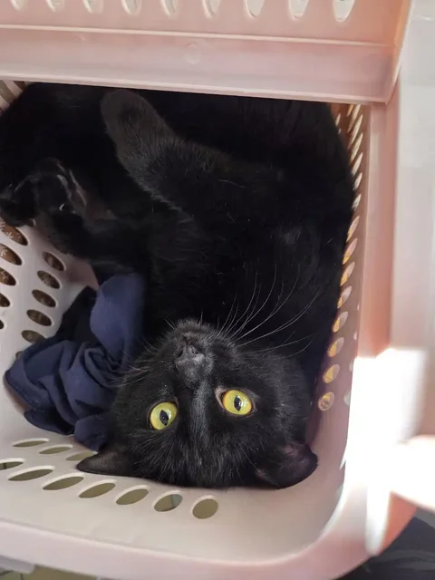 Найден котенок мальчик в Саратове - Животные в Саратов