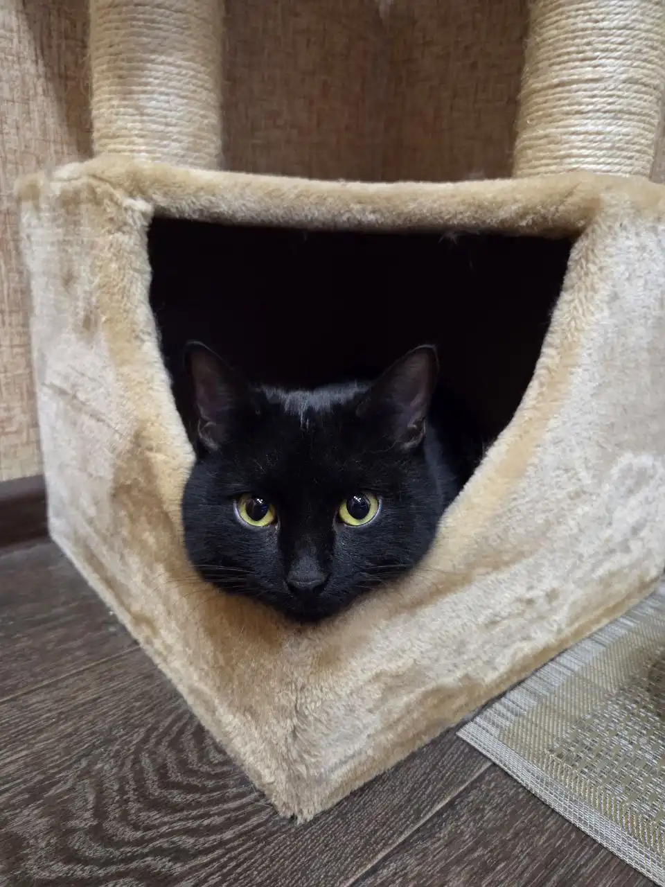 Найден котенок мальчик в Саратове