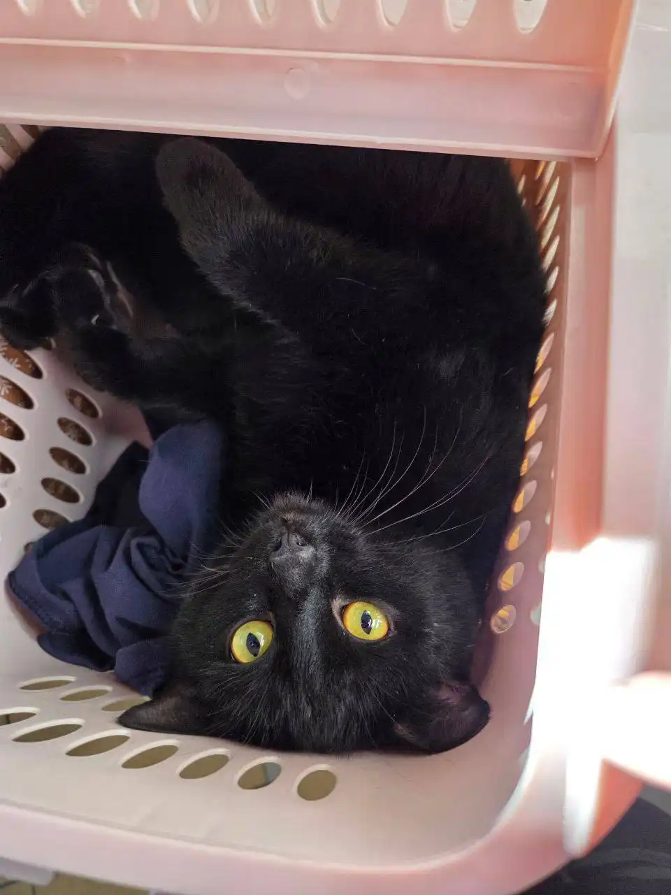 Найден черный котенок в Саратове