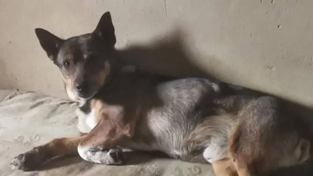 Пропал пёс Лёлик в Саратове - Животные в Саратов