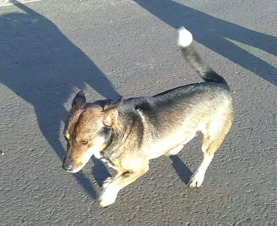 Пропал пёс Лёлик в Саратове