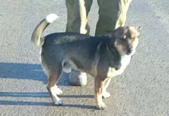 Пропал пёс Лёлик в Саратове