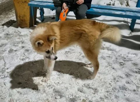 Пропала собака Акира, метис акиты, 9 месяцев, рыжая с белым - Животные в Саратов