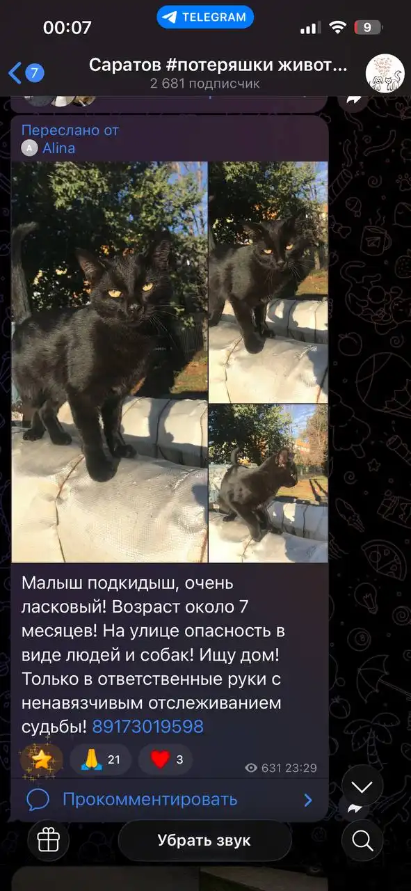 Потерянная кошка в Саратове