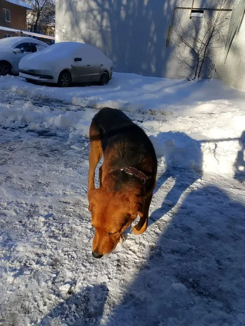 Найден кобель на Соколовой горе в Саратове - Животные в Саратов